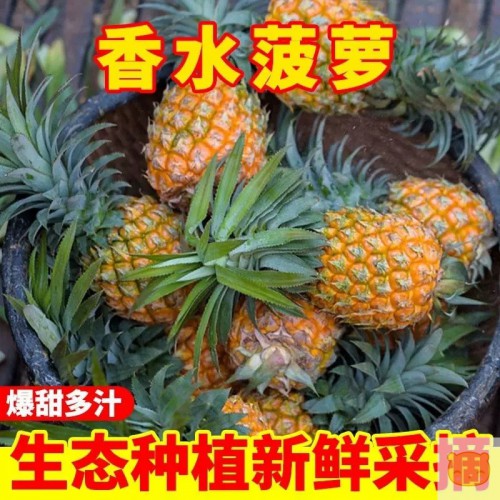 徐闻菠萝新鲜基地直发菠萝凤梨小菠萝手撕菠萝