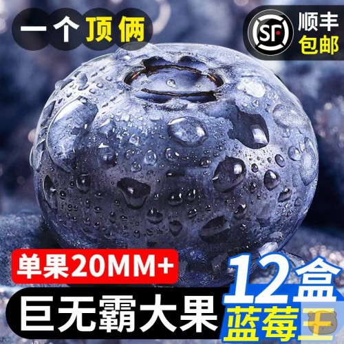 一个顶俩 顺丰包邮 12盒 单果20MM+巨无霸大果 蓝莓王