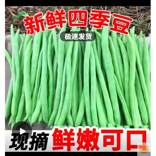 东北油豆新鲜蔬菜开锅就烂整箱批发