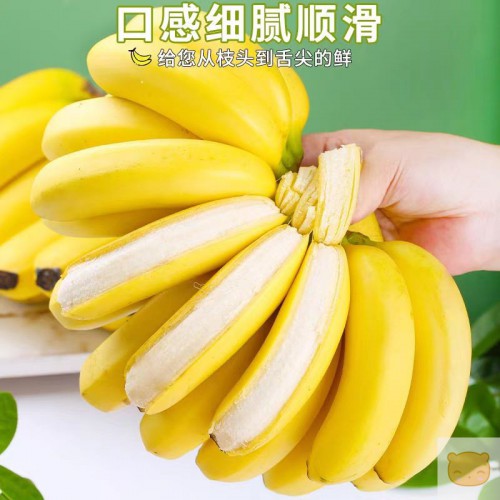 高山香甜大香蕉新鲜9斤banana当季整箱香焦自然熟大芭蕉米蕉水果