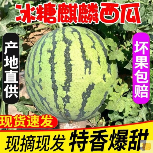 冰糖无籽麒麟西瓜种懒汉特甜新鲜薄皮早熟无籽甜王南方蔬菜水果