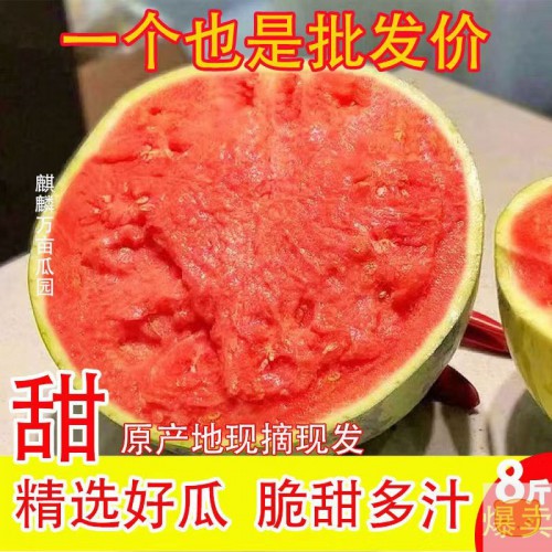 冰糖无籽麒麟西瓜懒汉特甜新鲜薄皮早熟无籽甜王肉红多汁水果包邮